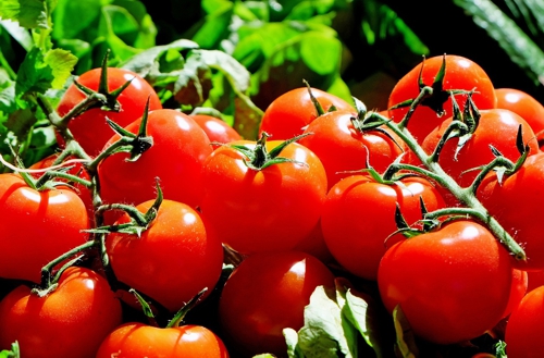 Berlin Humboldt University tomatoes