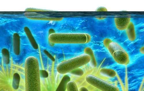 Legionella Fotolia 500