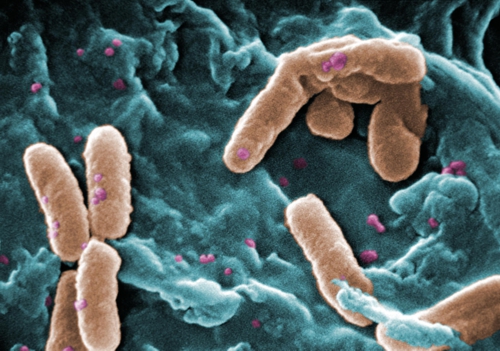 Pseudomonas_wikipedia 500