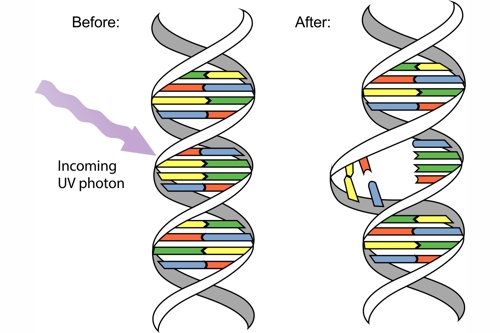 UV Wirkung auf DNA 500